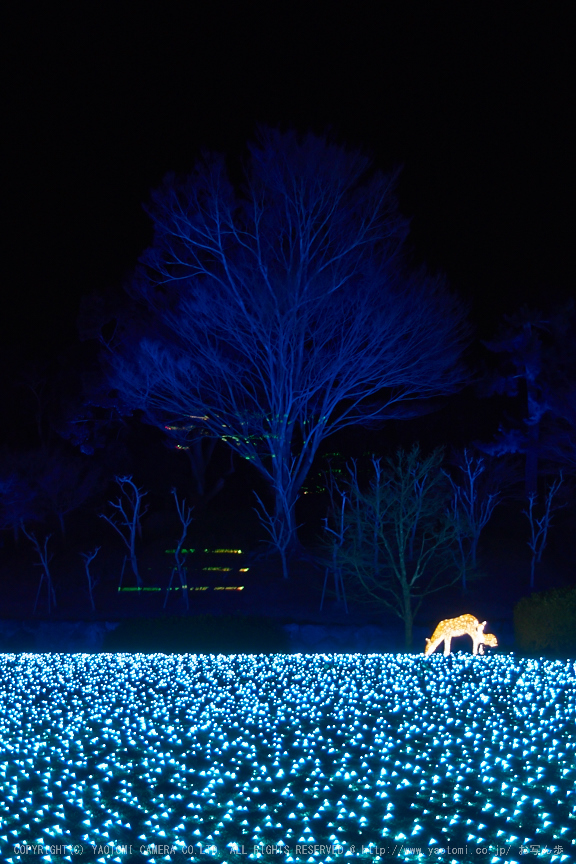 なら瑠璃絵_PENTAX,MX1(18-57-08,7.5mm,F1.9)_2014yaotomi_.jpg