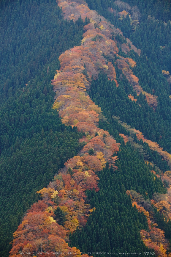 ナメゴ谷,紅葉(IMG_8972,191 mm,F7.1,iso200)2015yaotomi_.jpg