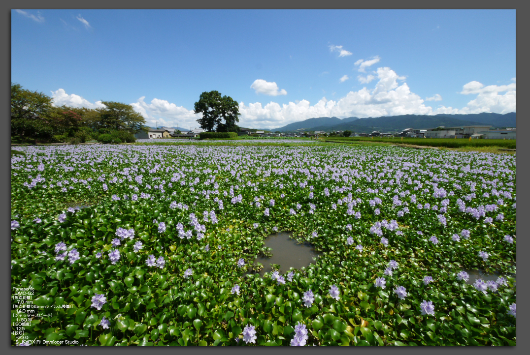 http://www.yaotomi.co.jp/blog/walk/%E3%83%9B%E3%83%86%E3%82%A4%E3%82%A2%E3%82%AA%E3%82%A42010-1.jpg