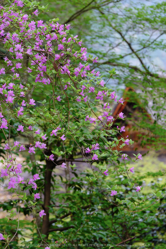 三千院,しゃくなげ(DSCF0698,140 mm,F8)_2016yaotomi.jpg