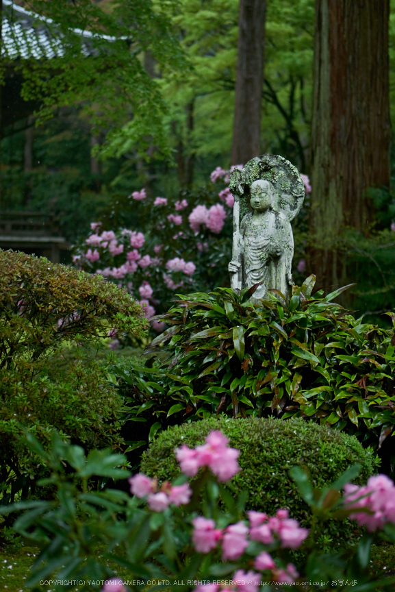 三千院,石楠花(P9710908,43 mm,F1.7,DMC-GM5)2015yaotomi.jpg