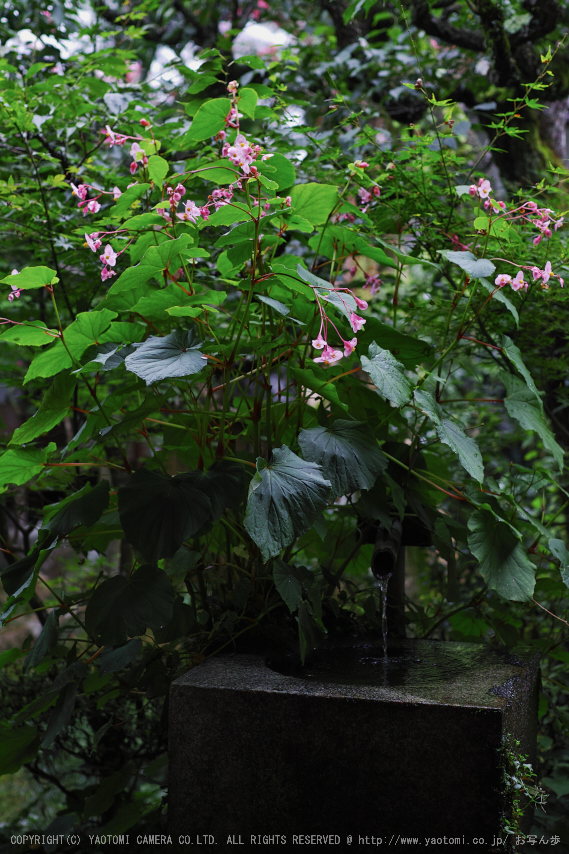 三千院,秋海棠(SDQ_2183,50 mm,F2.2)2016yaotomi.jpg