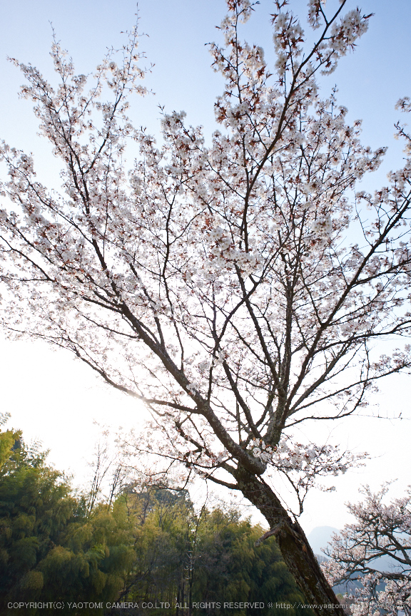 三多気・桜(DSCF0539,F7.1,10mm)2014yaotomi_.jpg