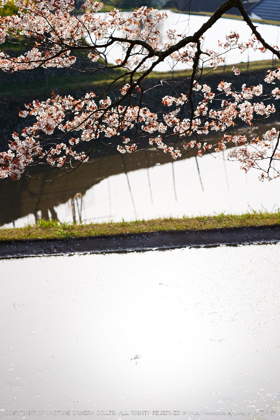 三多気・桜(DSCF0562,F3.2,56mm)2014yaotomi_.jpg