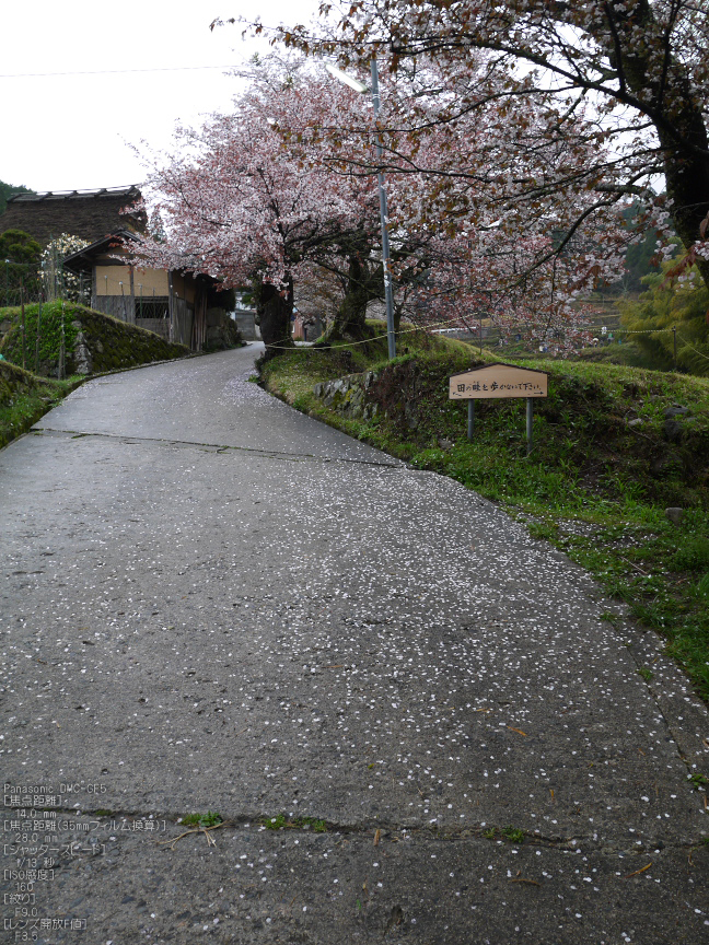 三多気_桜_2012_GF5_yaotomi_13.jpg