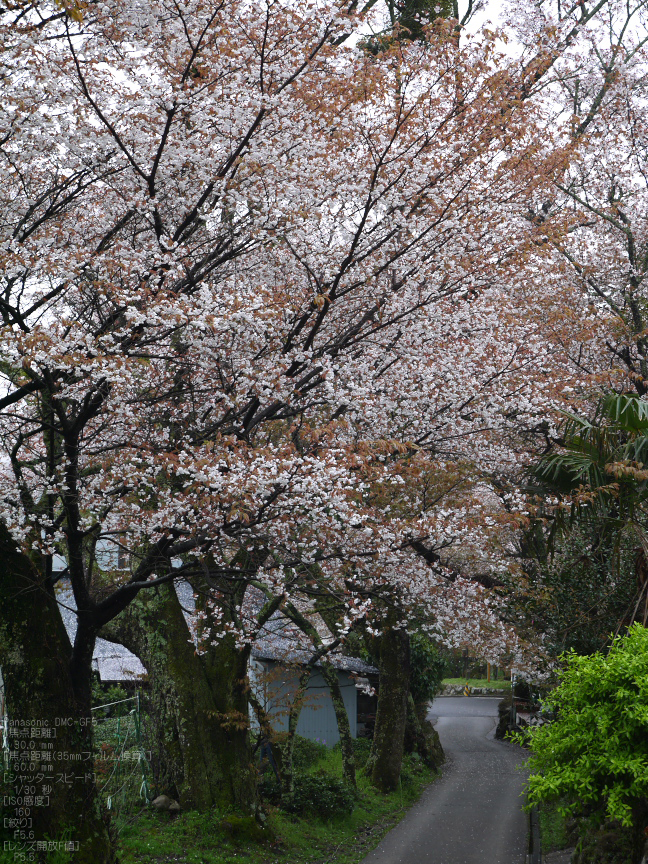 三多気_桜_2012_GF5_yaotomi_19.jpg