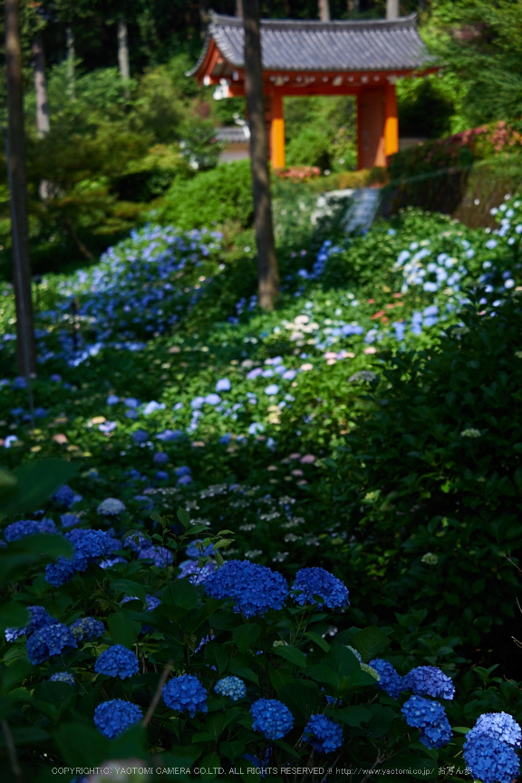 三室戸寺,紫陽花(PEM10032,40 mm,F2.8)2015yaotomi_.jpg