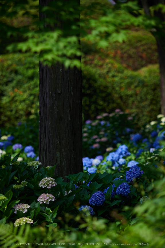 三室戸寺,紫陽花(PEM10070,120 mm,F2.8)2015yaotomi_.jpg