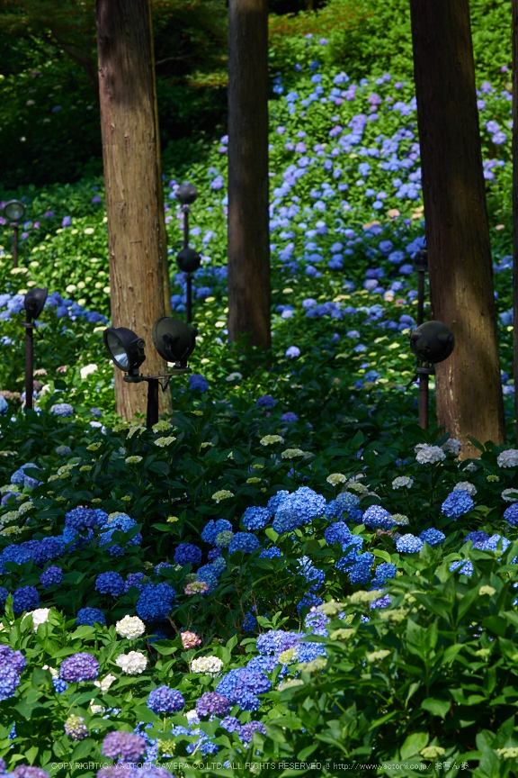 三室戸寺,紫陽花(PEM10079,135 mm,F6.3)2015yaotomi_.jpg