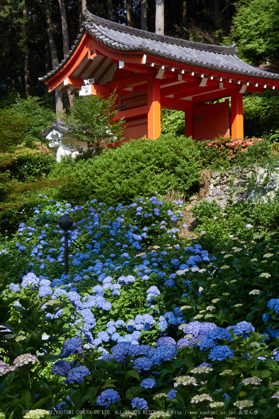 三室戸寺,紫陽花(_6070018,32 mm,F5)2015yaotomi_.jpg