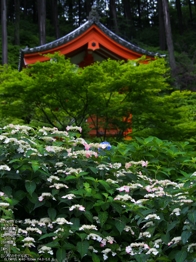 三室戸寺_紫陽花_2012_yaotomi_お写ん歩_16.jpg