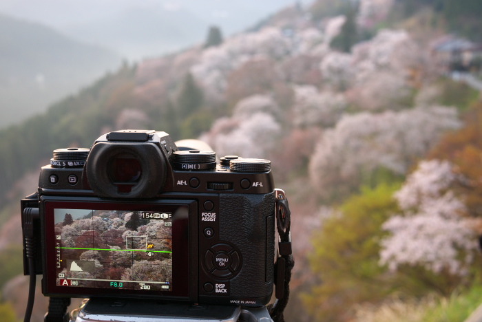 下北山村,桜,2014開花(P1040178_F5,0,20mm)_2014yaotomi_.jpg