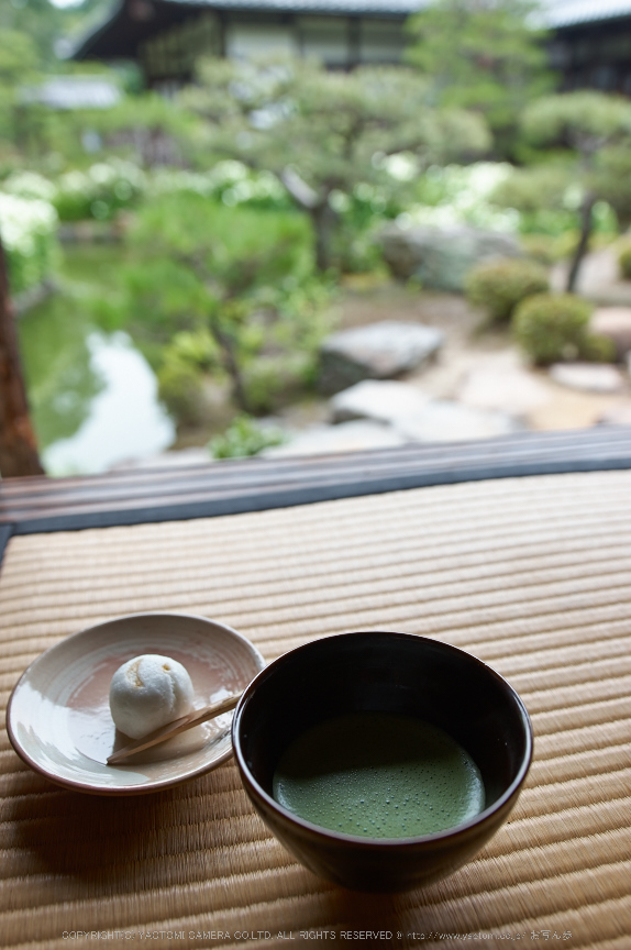 両足院,半夏生(PK3_9317,19mm,F2.5)2014yaotomi_.jpg