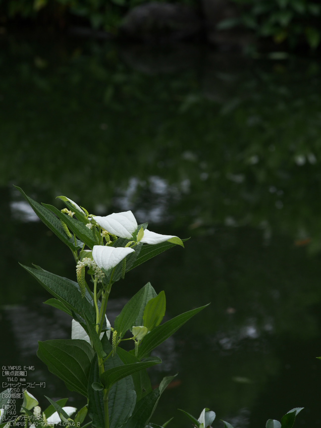 両足院_半夏生_2012_yaotomi_お写ん歩_13.jpg