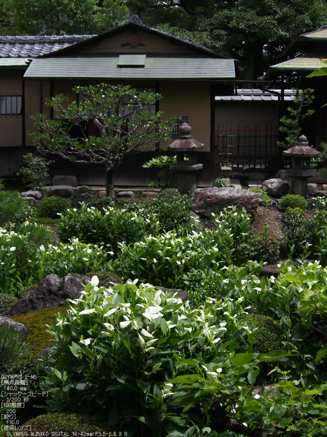 両足院_半夏生_2012_yaotomi_お写ん歩_2.jpg