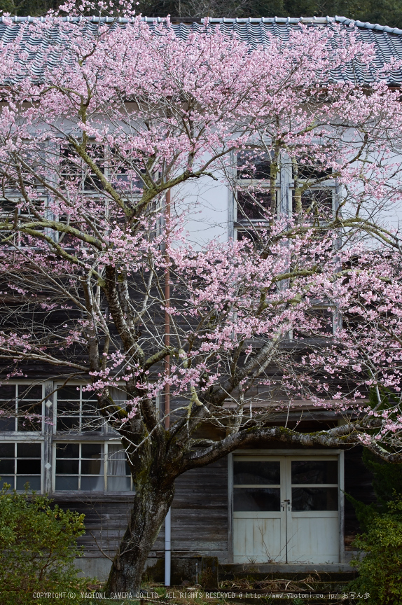 丹生小学校,桜(K32_7681,78 mm,F5.6)2016yaotomi.jpg