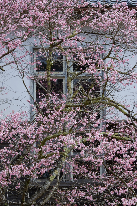 丹生小学校,桜(K32_7682,150 mm,F5.6)2016yaotomi.jpg