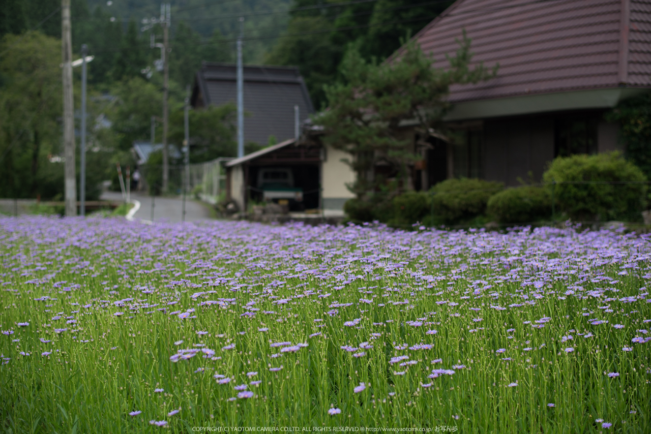 http://www.yaotomi.co.jp/blog/walk/%E4%B9%85%E5%A4%9A%E3%81%AE%E9%87%8C%2C%E5%8C%97%E5%B1%B1%E5%8F%8B%E7%A6%85%E8%8F%8A%28DSC_1225%2C58%20mm%2C1-1250%20%E7%A7%92%20%28f%20-%202.2%29%292014yaotomi_.jpg