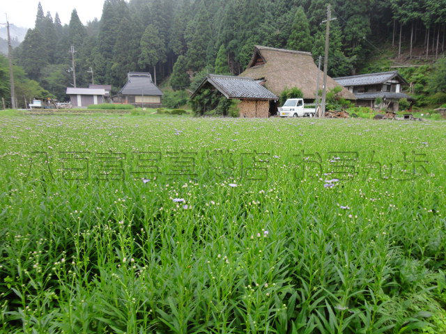 久多_北山友禅菊_2012_0724_yaotomi_お写ん歩_1.jpg