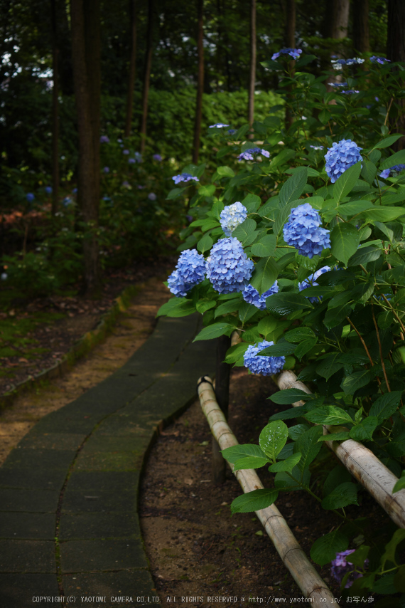 久米寺,紫陽花(P1010477,35 mm,F3.2)2015yaotomi_.jpg