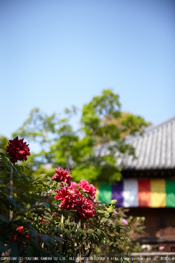 乙訓寺・ぼたん(IMG_7458,F1.6)2014yaotomi_.jpg