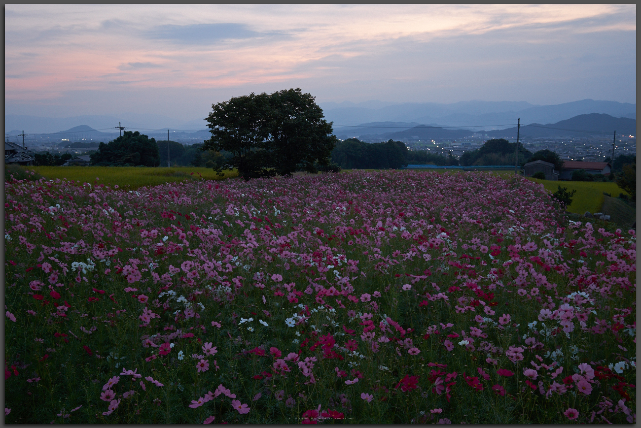 http://www.yaotomi.co.jp/blog/walk/%E4%B9%9D%E5%93%81%E5%AF%BA%2C%E3%82%B3%E3%82%B9%E3%83%A2%E3%82%B9%28DSCF8071%2CTop%292014yaotomi_.jpg