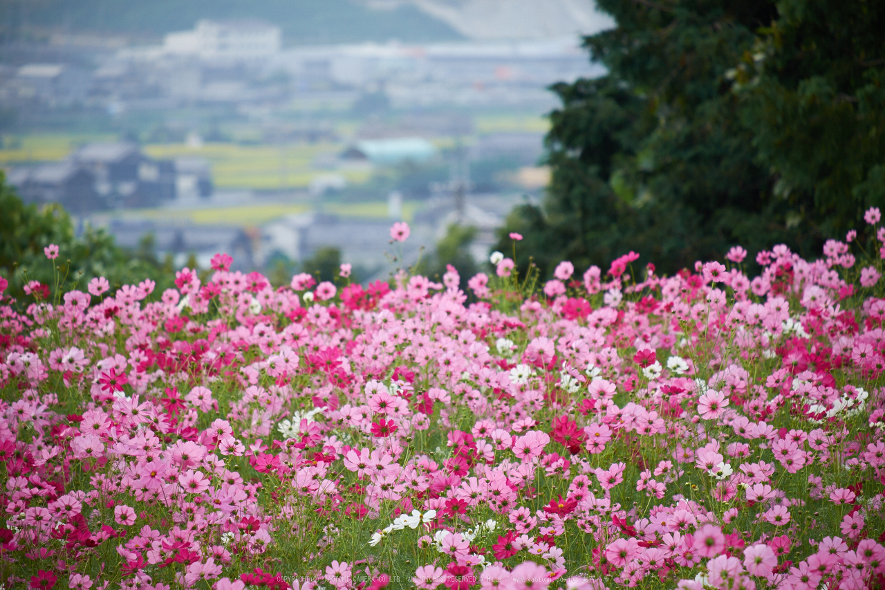 http://www.yaotomi.co.jp/blog/walk/%E4%B9%9D%E5%93%81%E5%AF%BA%2C%E3%82%B3%E3%82%B9%E3%83%A2%E3%82%B9%28DSCF8202%2C200mm%2CF4.8%2CXT1%292014yaotomi_.jpg