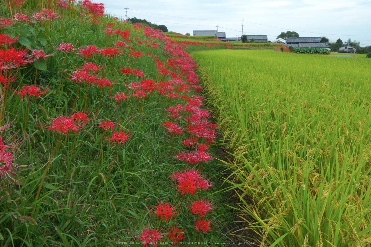 http://www.yaotomi.co.jp/blog/walk/%E4%B9%9D%E5%93%81%E5%AF%BA%2C%E5%BD%BC%E5%B2%B8%E8%8A%B1%28P1000228%2C4.7mm%2CF6.3%2CTZ60%292014yaotomi_.jpg