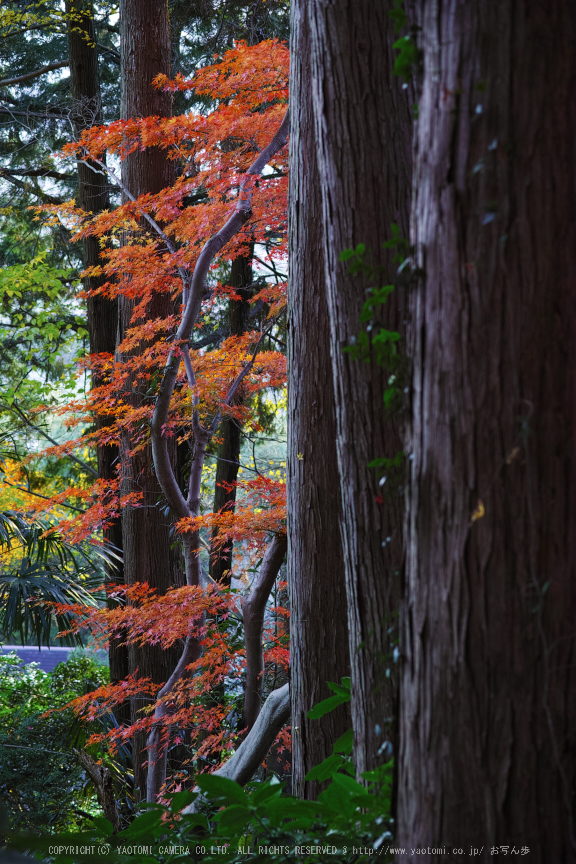 九品寺,紅葉(DP3Q1456,50 mm,F50 mm)2015yaotomi.jpg