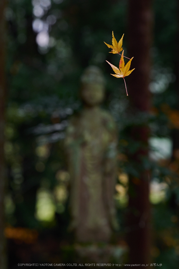 九品寺・紅葉(PB290110,120mm,F5.6,EM1)2014yaotomi_.jpg