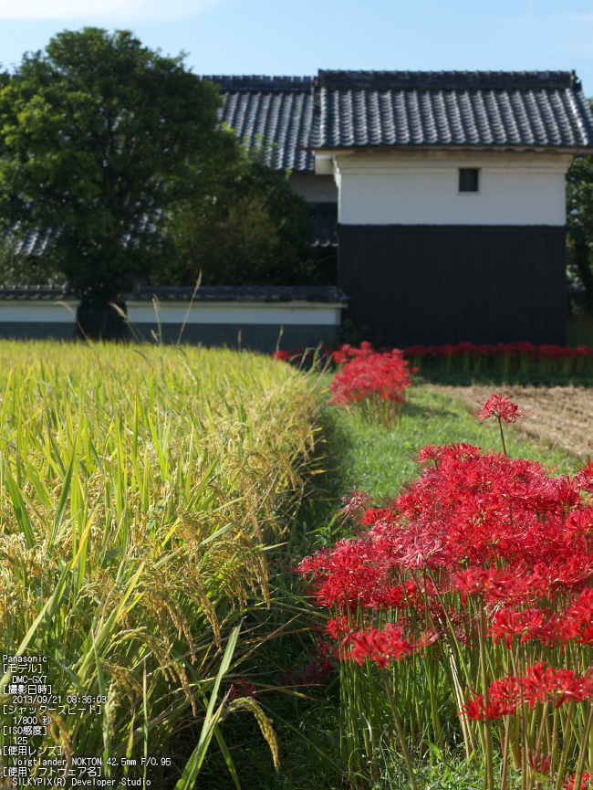 亀岡,曽我部,穴太の彼岸花_2013yaotomi_2s.jpg