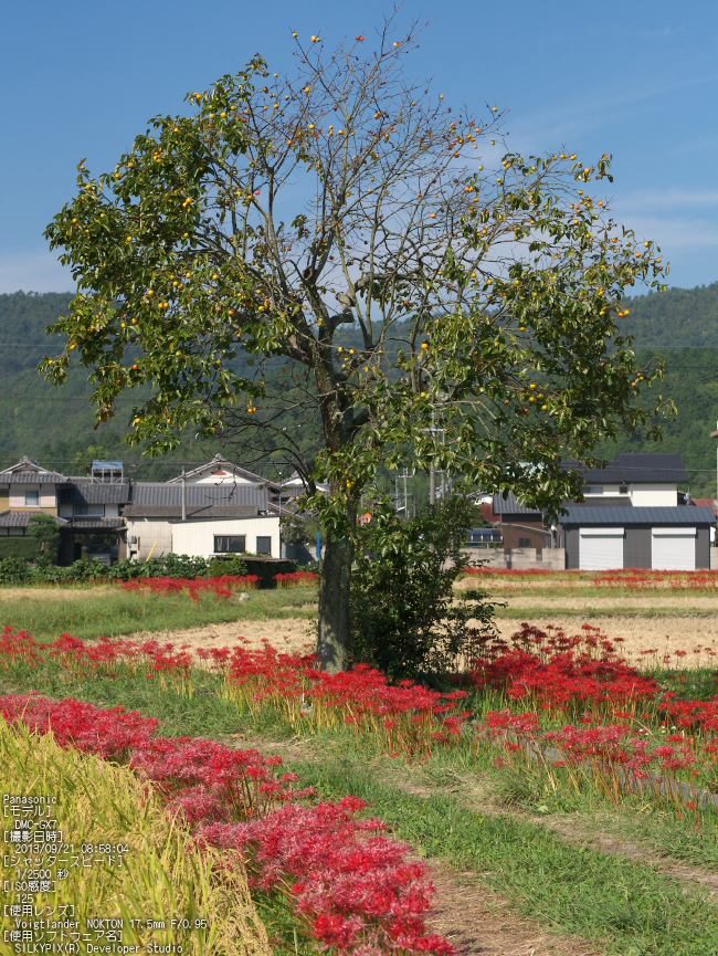 亀岡,曽我部,穴太の彼岸花_2013yaotomi_5s.jpg