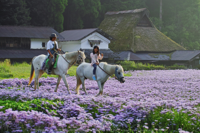 京都久多,北山友禅菊(SDQ_1645,65 mm,F2.5)2016yaotomi.jpg