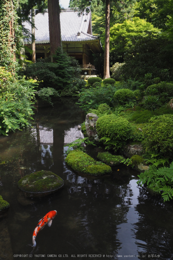 京都大原,三千院(P8220115,14 mm,F7.1,iso400)2015yaotomi_.jpg