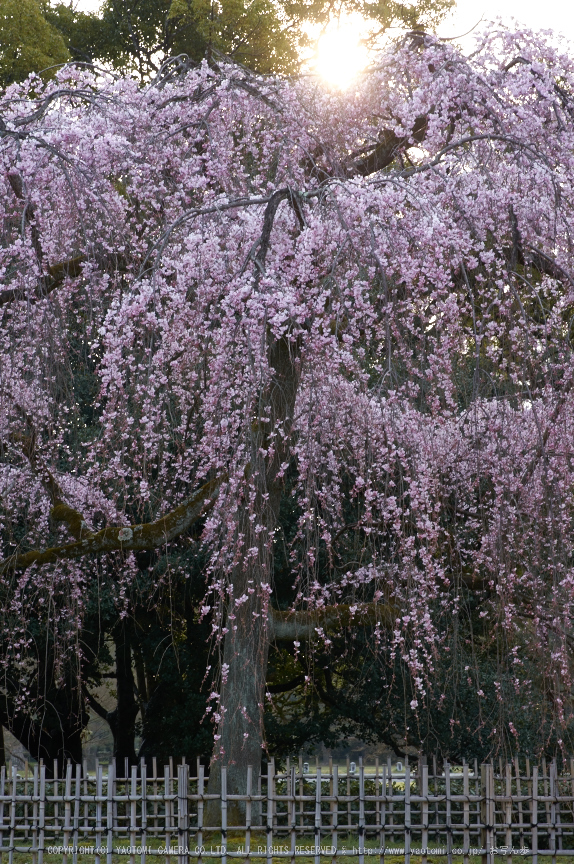 京都御苑,桜(K32_6577,60 mm,F13,iso100)2016yaotomi.jpg