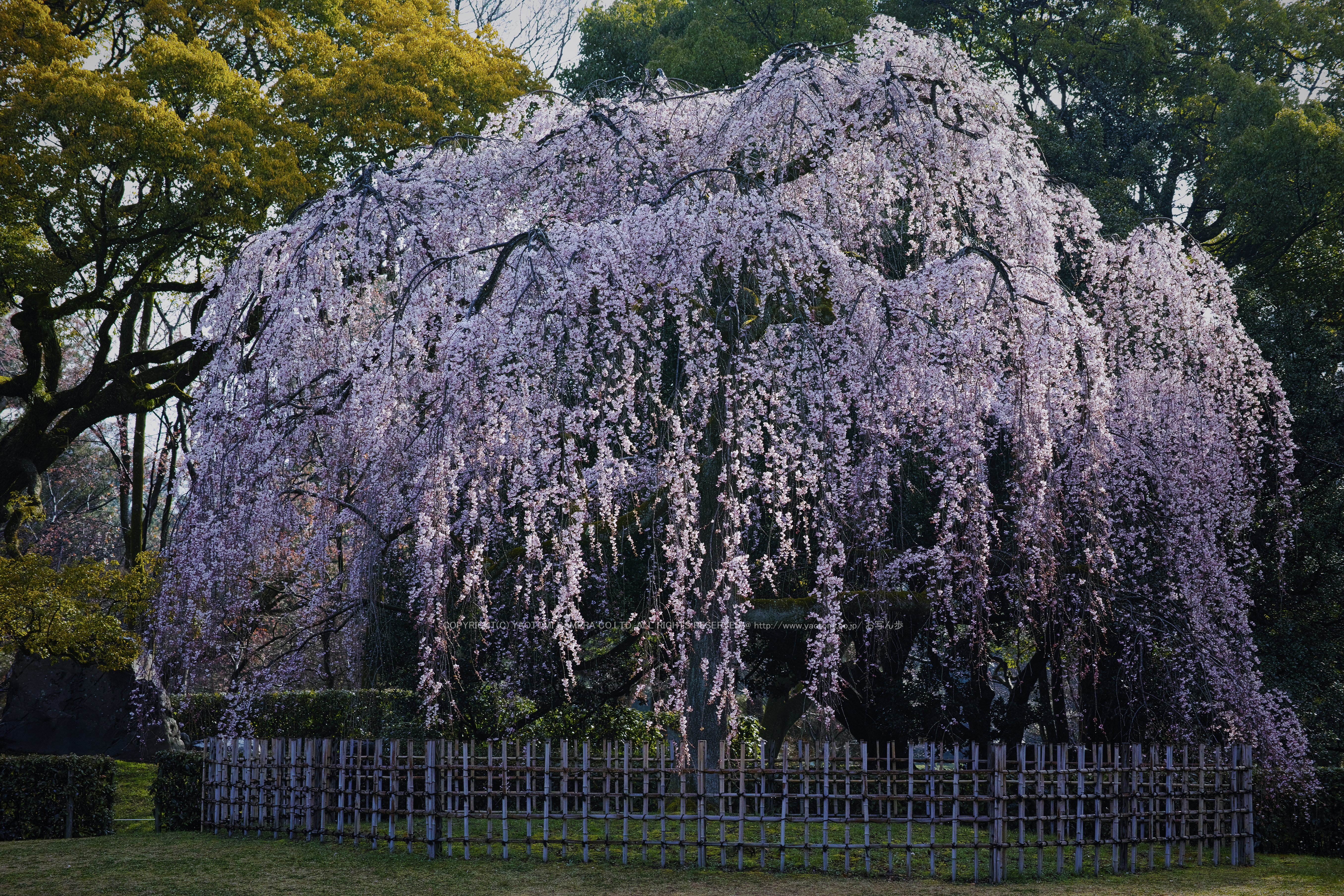 http://www.yaotomi.co.jp/blog/walk/%E4%BA%AC%E9%83%BD%E5%BE%A1%E8%8B%91%2C%E8%BF%91%E8%A1%9B%E9%82%B8%E8%B7%A1%28DP3Q0555%2C5.6%2CFULL%292015yaotomi.jpg