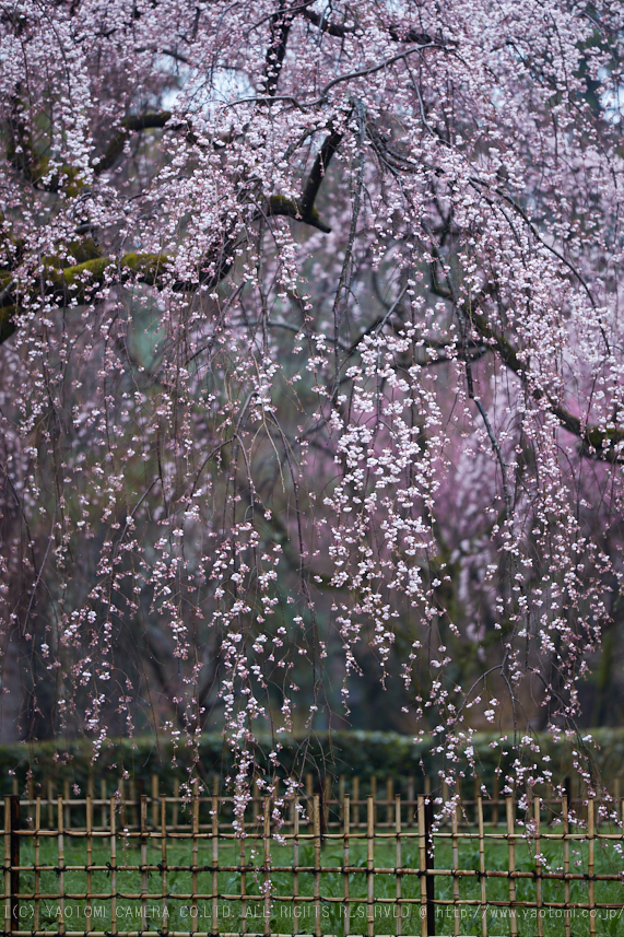 京都御苑,近衛邸跡の桜_IMG_7540,2017yaotomi.jpg