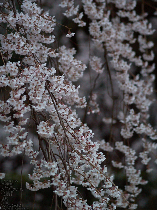 京都御苑近衞邸跡_桜_yaotomi2013_15s.jpg