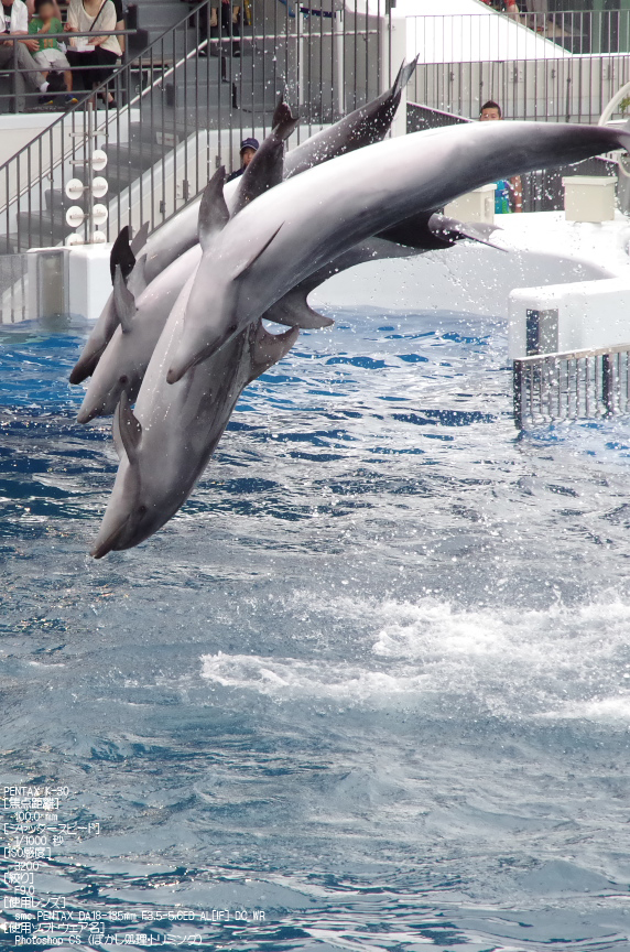 京都水族館_201206_PENTAX_K-30_yaotomi_23.jpg