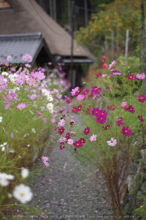 京都美山,かやぶきの里,コスモス(IMGP1049,50mm,F2,KS1)2014yaotomi_.jpg