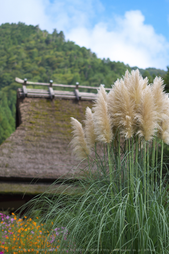 京都美山,かやぶきの里,コスモス(IMGP1166,50mm,F2.2,KS1)2014yaotomi_.jpg