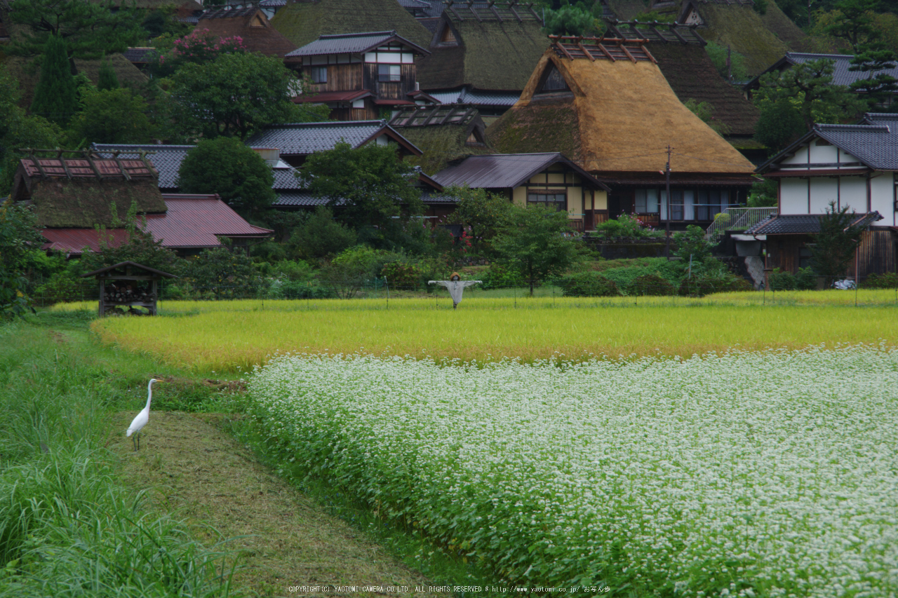 http://www.yaotomi.co.jp/blog/walk/%E4%BA%AC%E9%83%BD%E7%BE%8E%E5%B1%B1%2C%E3%81%8B%E3%82%84%E3%81%B6%E3%81%8D%E3%81%AE%E9%87%8C%2C%E8%95%8E%E9%BA%A6%E7%95%91%28K70_1684%2C135%20mm%2CF10%292016yaotomi.jpg