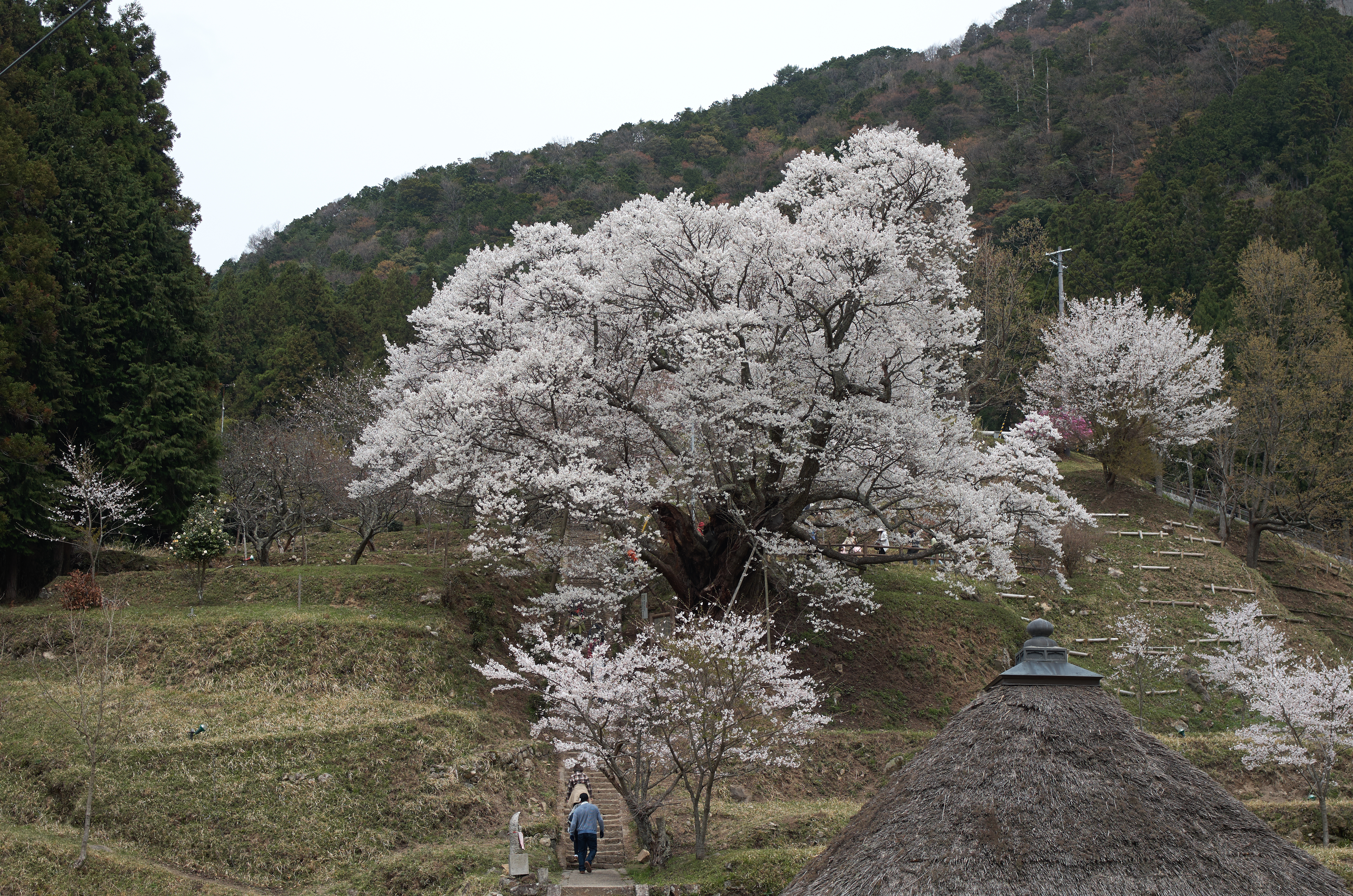 http://www.yaotomi.co.jp/blog/walk/%E4%BB%8F%E9%9A%86%E5%AF%BA%E5%8D%83%E5%B9%B4%E6%A1%9C_K5IIs_2013yaotomi_1f.jpg