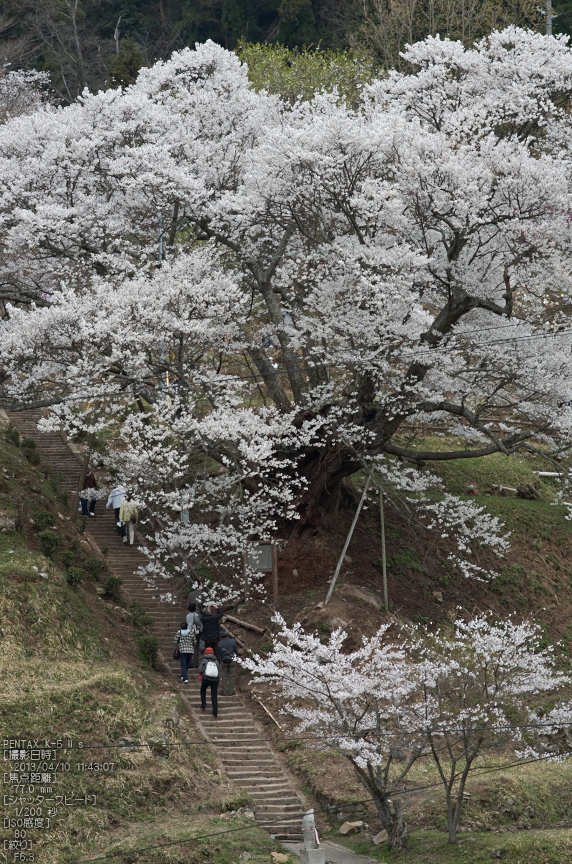 仏隆寺千年桜_K5IIs_2013yaotomi_2s.jpg