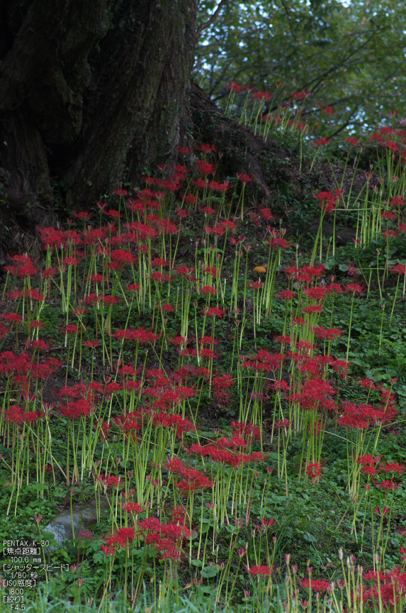 仏隆寺_彼岸花_2012_yaotomi_お写ん歩_13.jpg