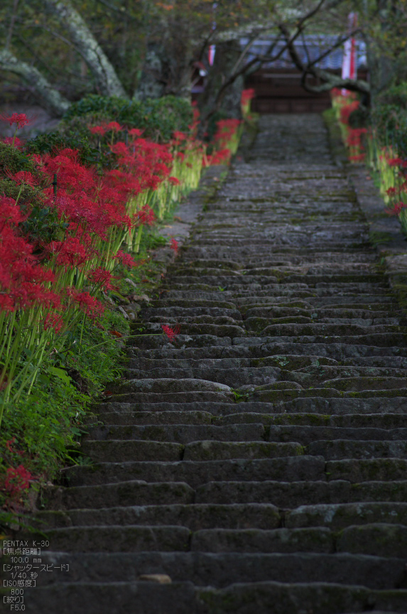 仏隆寺_彼岸花_2012_yaotomi_お写ん歩_17.jpg