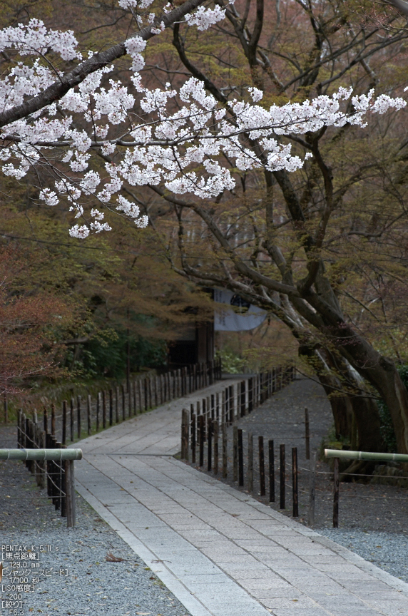 光明寺の桜_2013yaotomi_28s.jpg