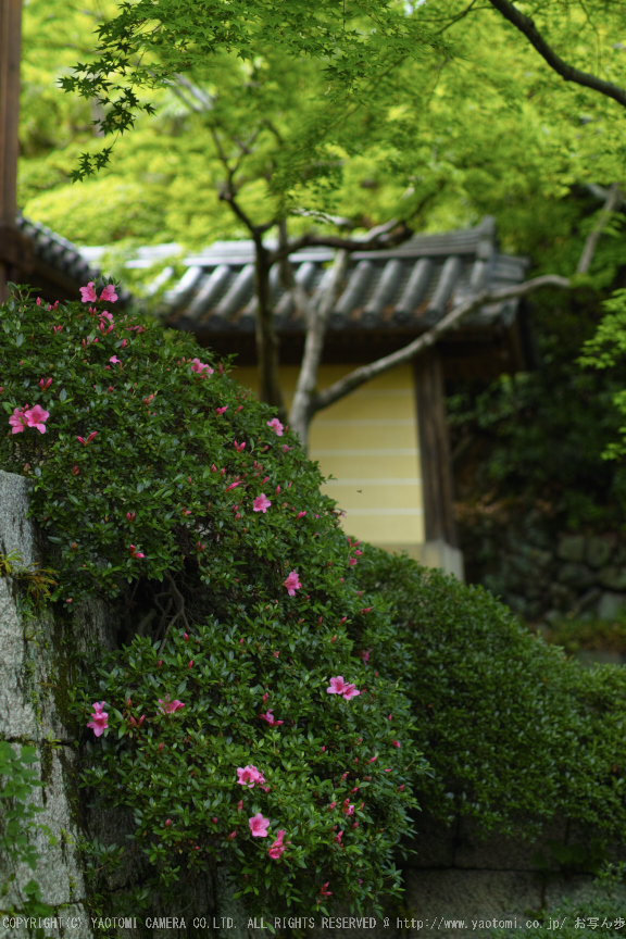 光明寺・新緑(SDIM0608,F2)2014yaotomi_.jpg