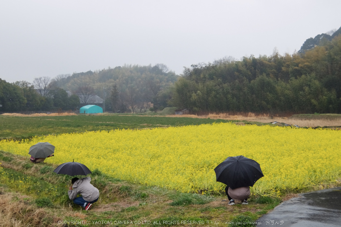 写真散歩会(DSCF0041,XQ2)2015yaotomi.jpg