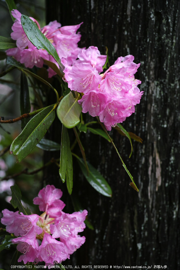 写真散歩会・お写ん歩_20130511yaotomi_28s.jpg